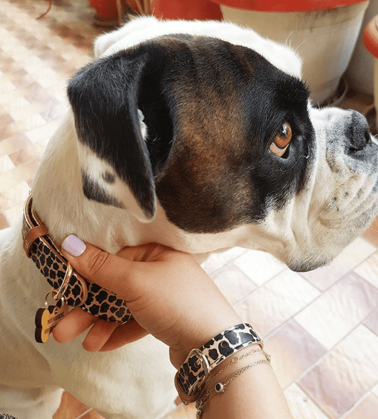 "Jungle" Collar & Bracelet - ArgusCollar