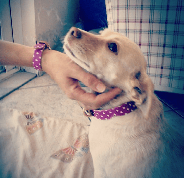 "Pinky Dot" Collar & Bracelet - ArgusCollar