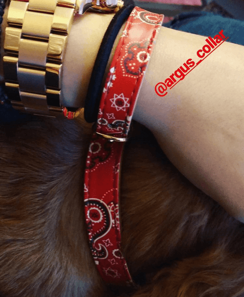 "Bandana" Collar & Bracelet - ArgusCollar
