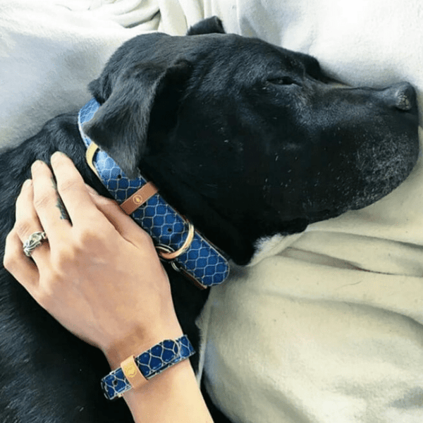 "Gentleman" Collar & Bracelet - ArgusCollar