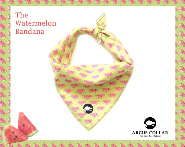 The "Watermelon" Dog Bandana - ArgusCollar