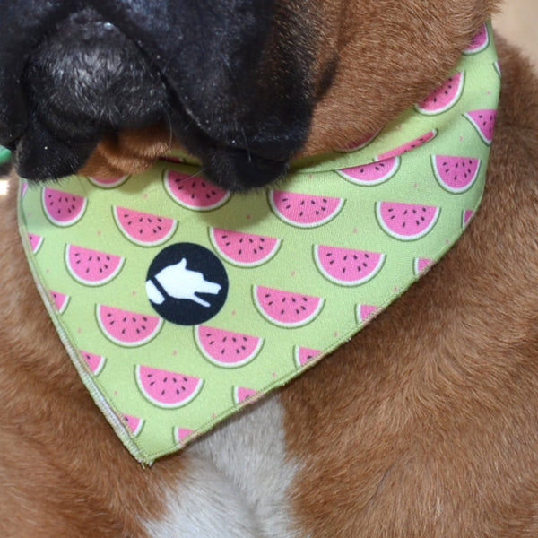 The "Watermelon" Dog Bandana - ArgusCollar