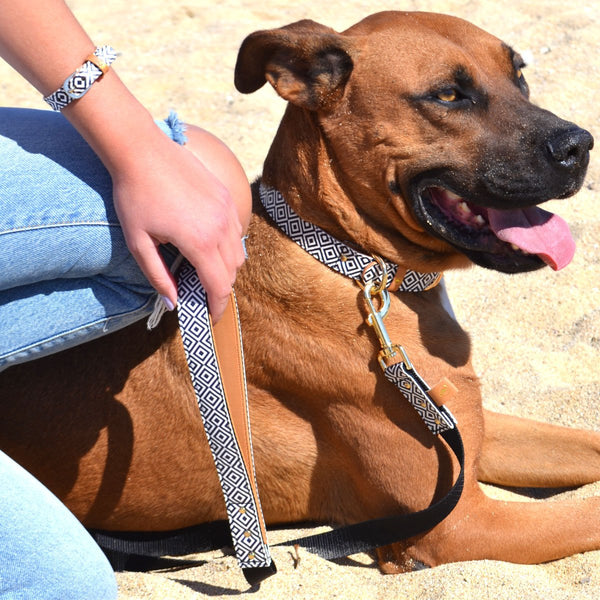 The "BW Squary" Leash - ArgusCollar