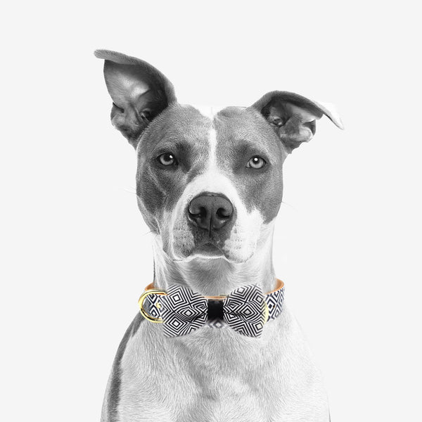 The "BW Squary" Dog Bow Tie - ArgusCollar