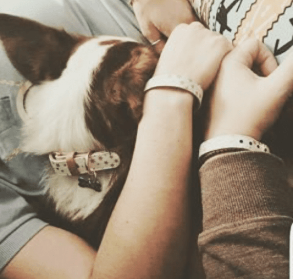 The "Fairytale" Dog Collar - ArgusCollar