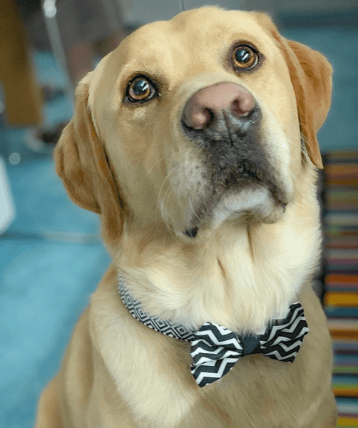 The "Black Chevron" Dog Bow Tie - ArgusCollar