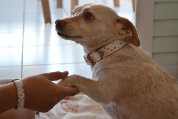 The "Fairytale" Dog Collar - ArgusCollar