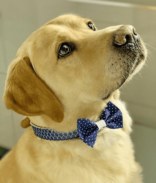 The "Blue Polka Dot" Dog Bow Tie - ArgusCollar